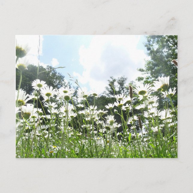 Daisy Blume DIY Postcard Postkarte (Vorderseite)