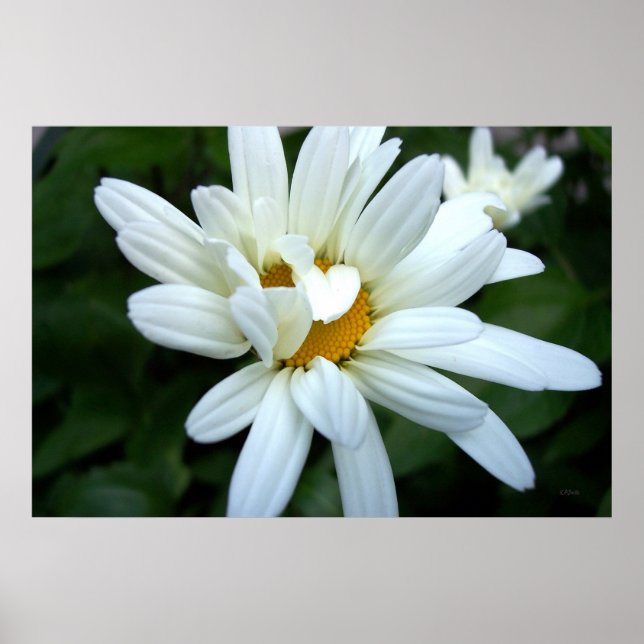 Daisy Blume eröffnet Poster (Vorne)