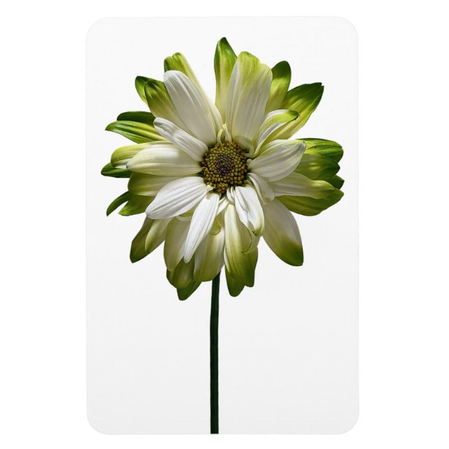 Daisy Blume Foto Magnet (Vertikal)