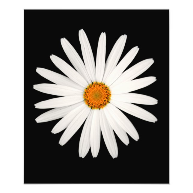 Daisy Blume Fotodruck (Vorne)
