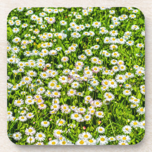 Daisy Blume Getränkeuntersetzer