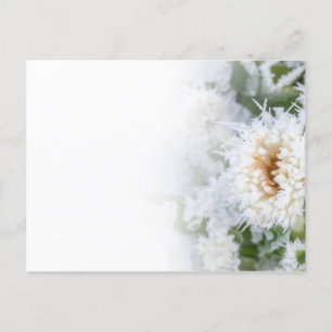 Daisy Blume im Winter eingefroren Einladungspostkarte