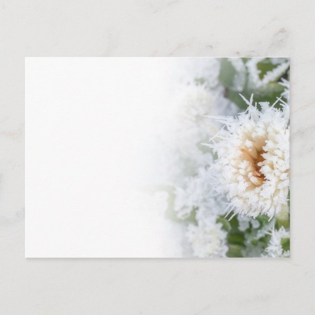 Daisy Blume im Winter eingefroren Einladungspostkarte (Vorderseite)