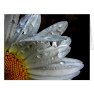 Daisy Blume Macro