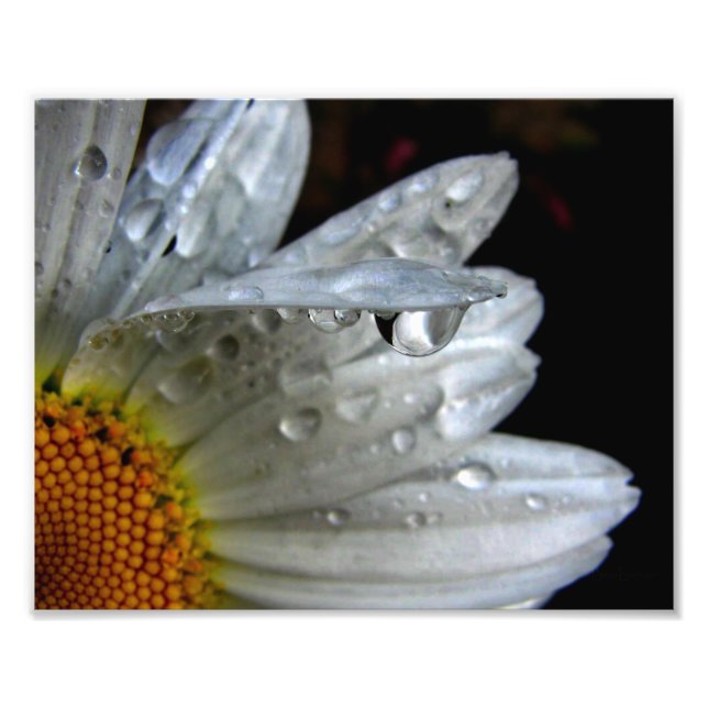 Daisy Blume Macro Fotodruck (Vorne)