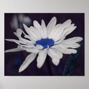 Daisy Blume mit Blue Center Abstrakt Poster