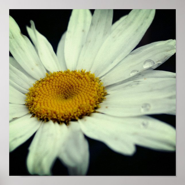 Daisy Blume Petals mit Regentropfen Poster (Vorne)