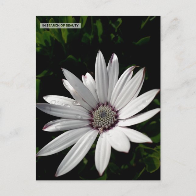 Daisy Blume Postcard Postkarte (Vorderseite)