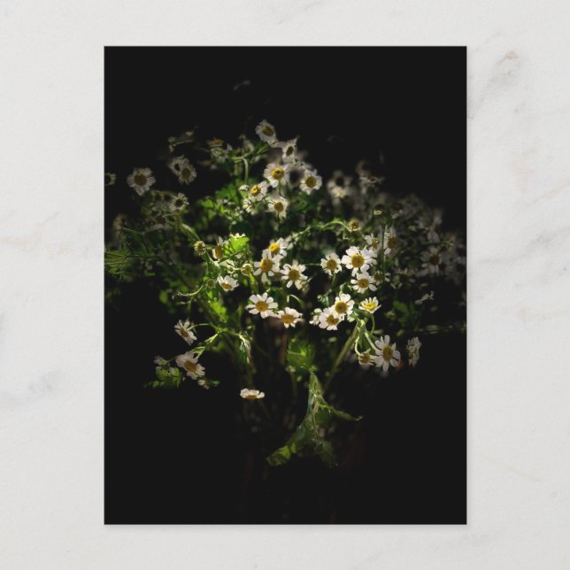 Daisy, Blume Postcard Postkarte (Vorderseite)
