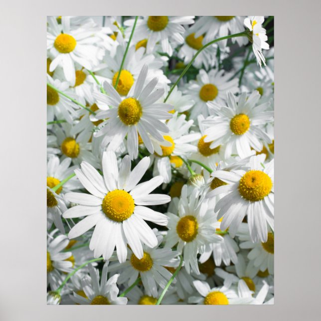 Daisy Blume Poster (Vorne)