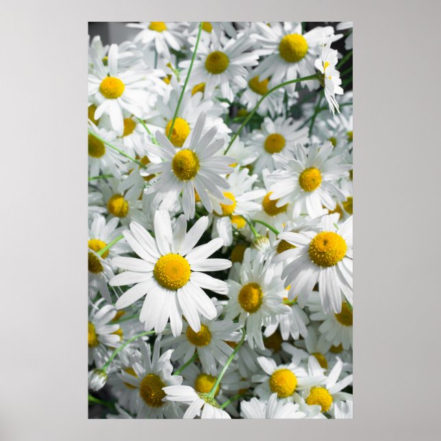 Daisy Blume Poster (Vorne)
