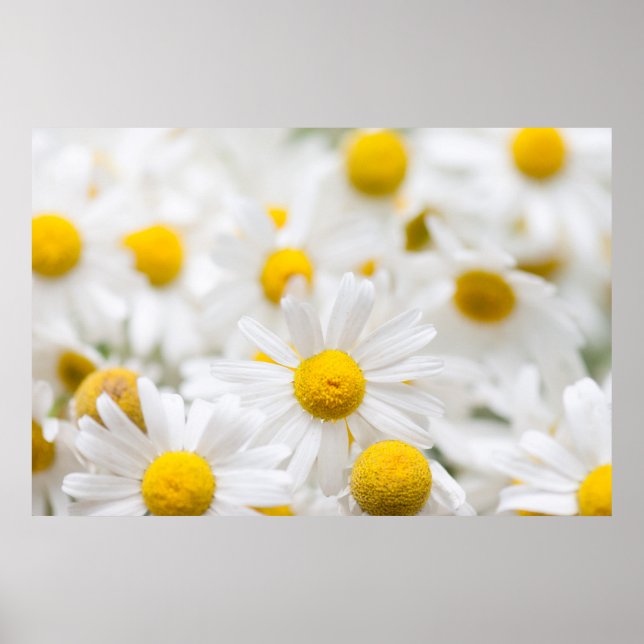 Daisy Blume Poster (Vorne)