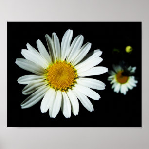 Daisy Blume Poster