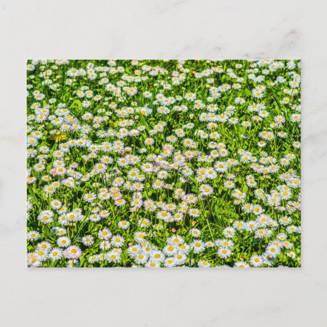Daisy Blume Postkarte (Vorderseite)