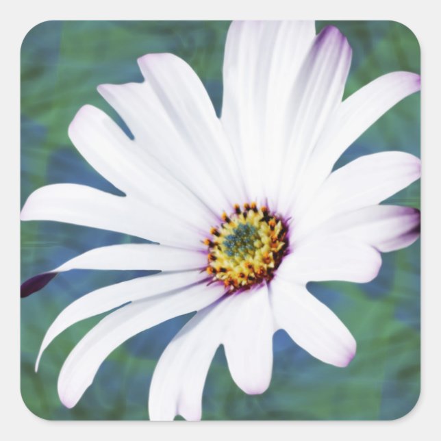 Daisy Blume und Bedeutung Quadratischer Aufkleber (Vorderseite)