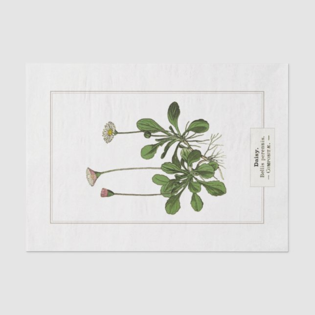 Daisy Botanical Illustration 1885 Tissue Paper Seidenpapier (Vorderseite)