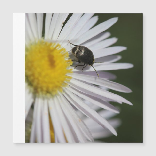 "Daisy & Bumblebee Puzzle - Kleine Harmonie der Na Magnetkarte (Vorderseite)