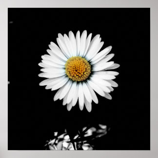 Daisy Canvas Print Poster