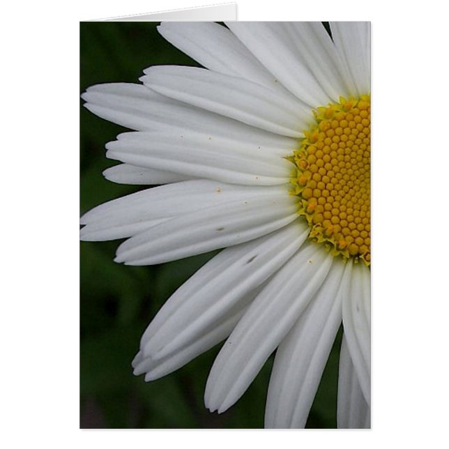 Daisy Card (Vorne)