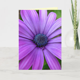 Daisy Card Wild Blume Benutzerdefinierte Grußkarte Karte