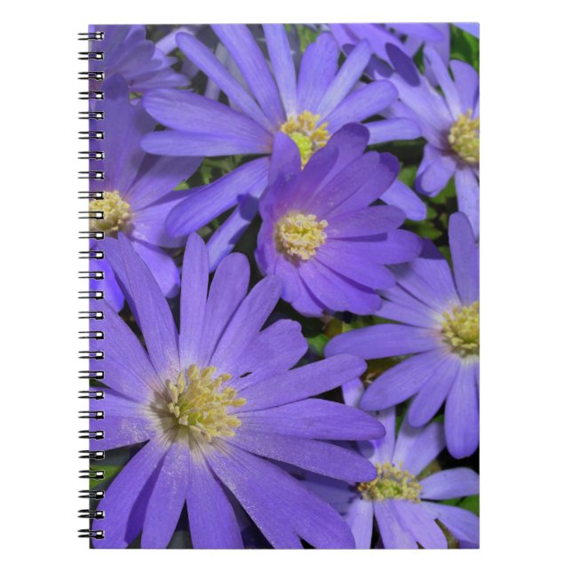 Daisy Carnet Purple Daisy Journaux Cadeaux (Devant)