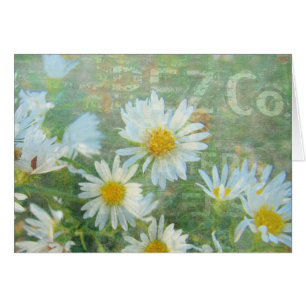 Daisy Co.