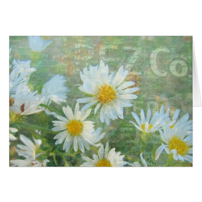 Daisy Co. (Vorderseite (Horizontal))