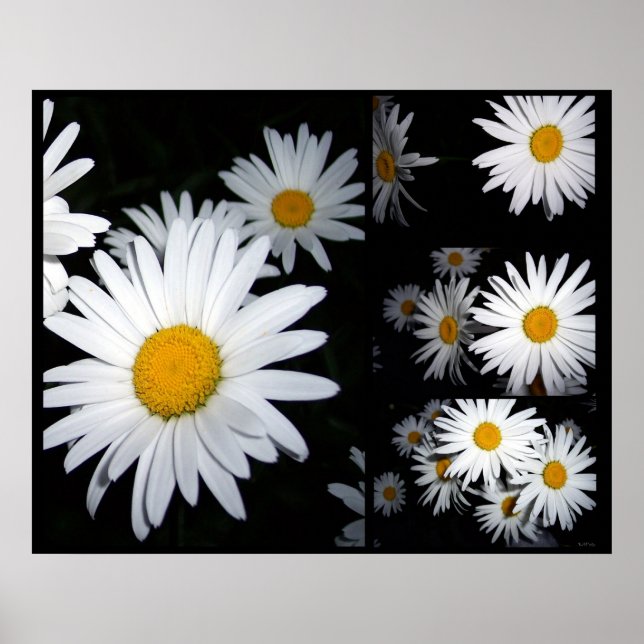 Daisy Collage Poster (Vorne)