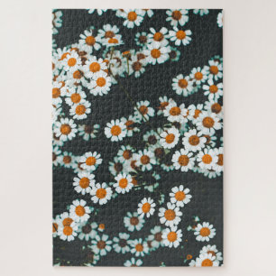 Daisy Daisies Floral