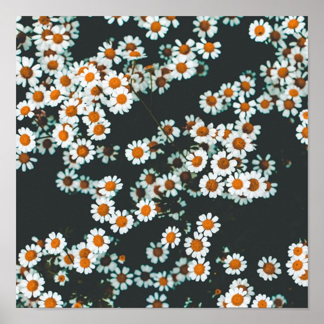 Daisy Daisies Floral Poster (Vorne)