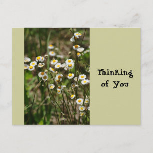 Daisy, Daisy Postkarte