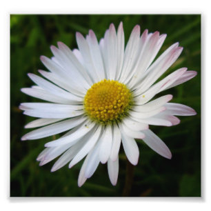 Daisy Darkness Fotodruck