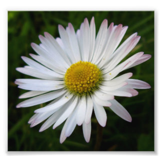 Daisy Darkness Fotodruck