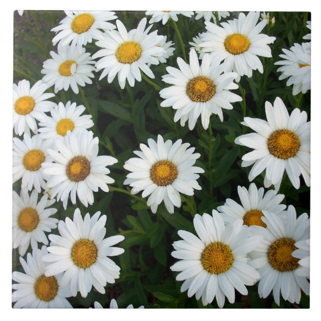 Daisy Decorative Tile Fliese (Vorderseite)