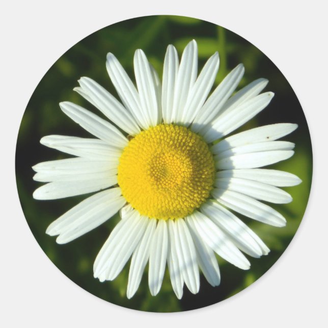 Daisy Delight Runder Aufkleber (Vorderseite)