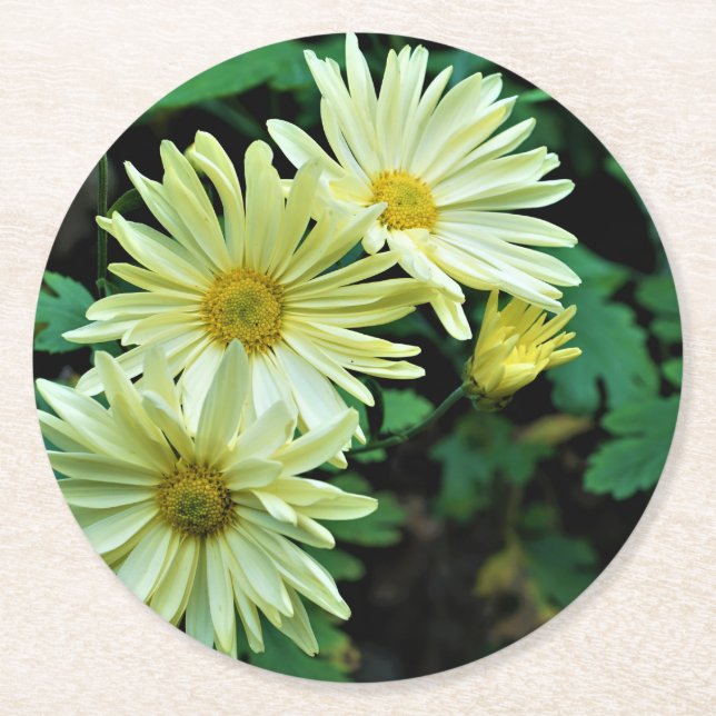 Daisy Delight Untersetzer (Vorderseite)