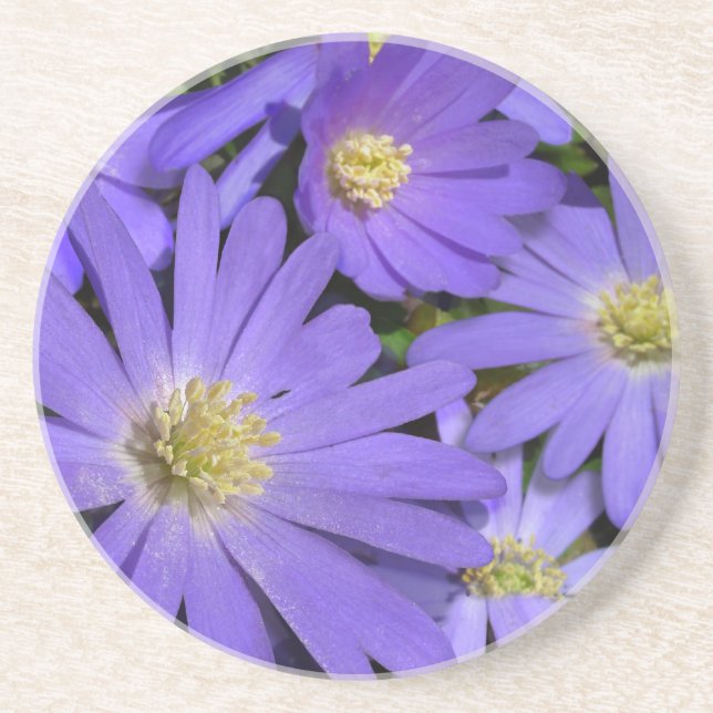 Daisy Dessous de verre Fleur sauvage violet Daisy  (Devant)