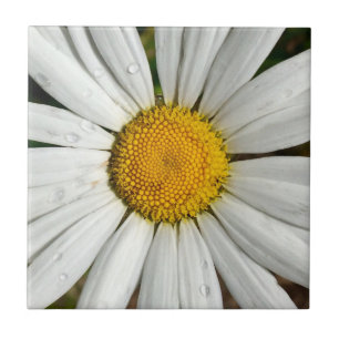 Daisy Dew Tile Fliese