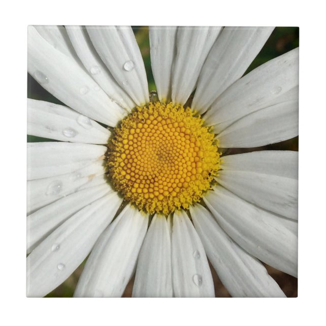 Daisy Dew Tile Fliese (Vorderseite)