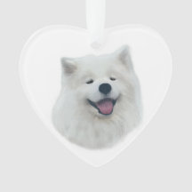 Daisy die samoyed