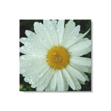 Daisy Dream Leinwanddruck