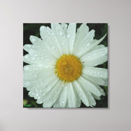 Daisy Dream Stretched Canvas Print Leinwanddruck