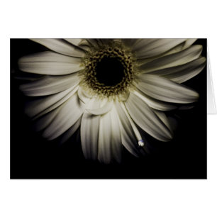 Daisy Droplet-Reihe