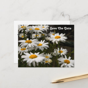 Daisy Enregistrer La Date Carte Postale