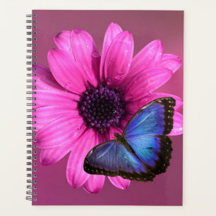Daisy et Morpho