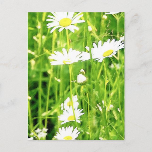 Daisy Field / Meadow Postkarte (Vorderseite)