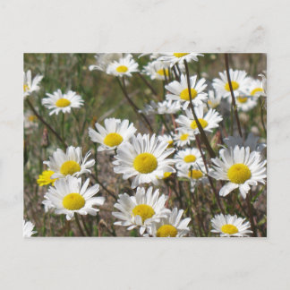 Daisy Field Postkarte