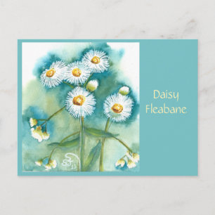 Daisy Fleabane Postkarte