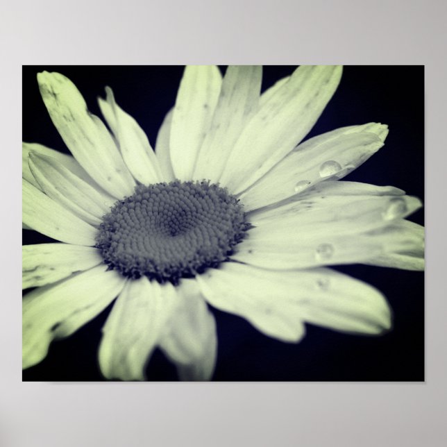 Daisy Flower Black And White  Poster (Vorne)