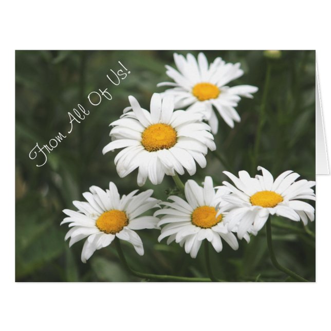 Daisy Flower Designer (Vorderseite (Horizontal))